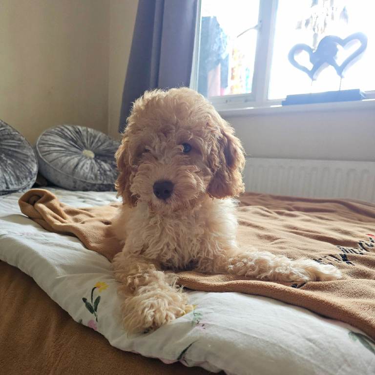 F1b Cavapoo Puppies 