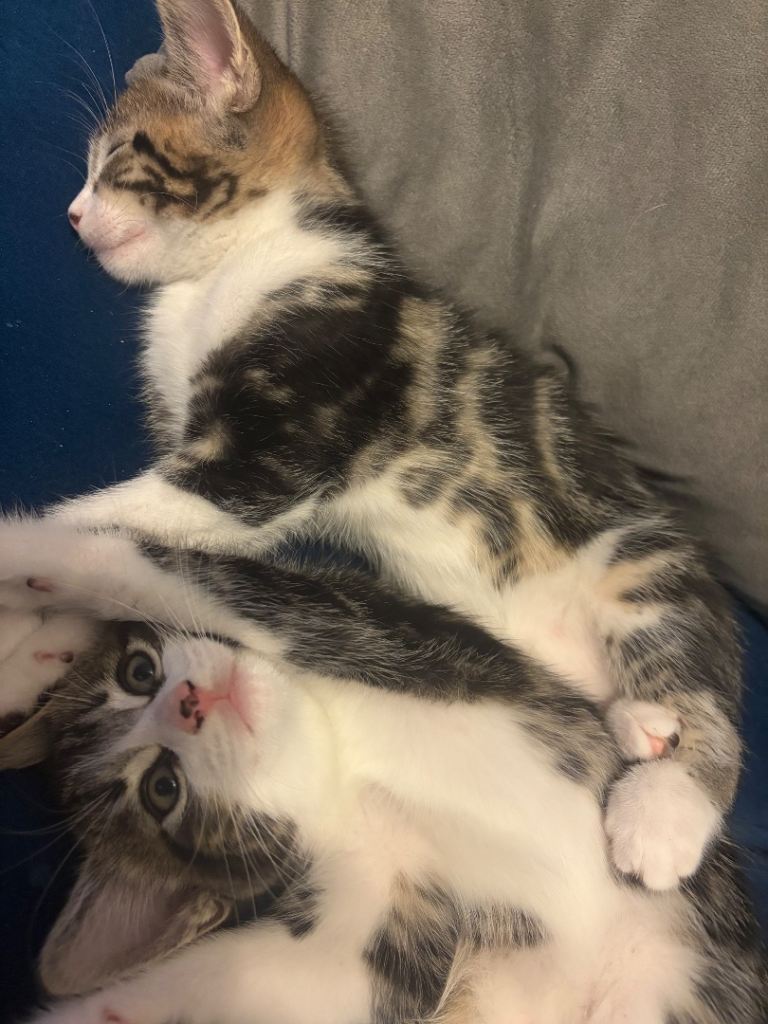 kittens for sale 