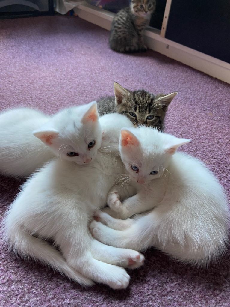 Cute friendly kittens