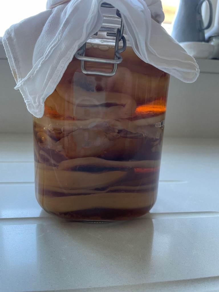 Scoby for making kombucha FREE 