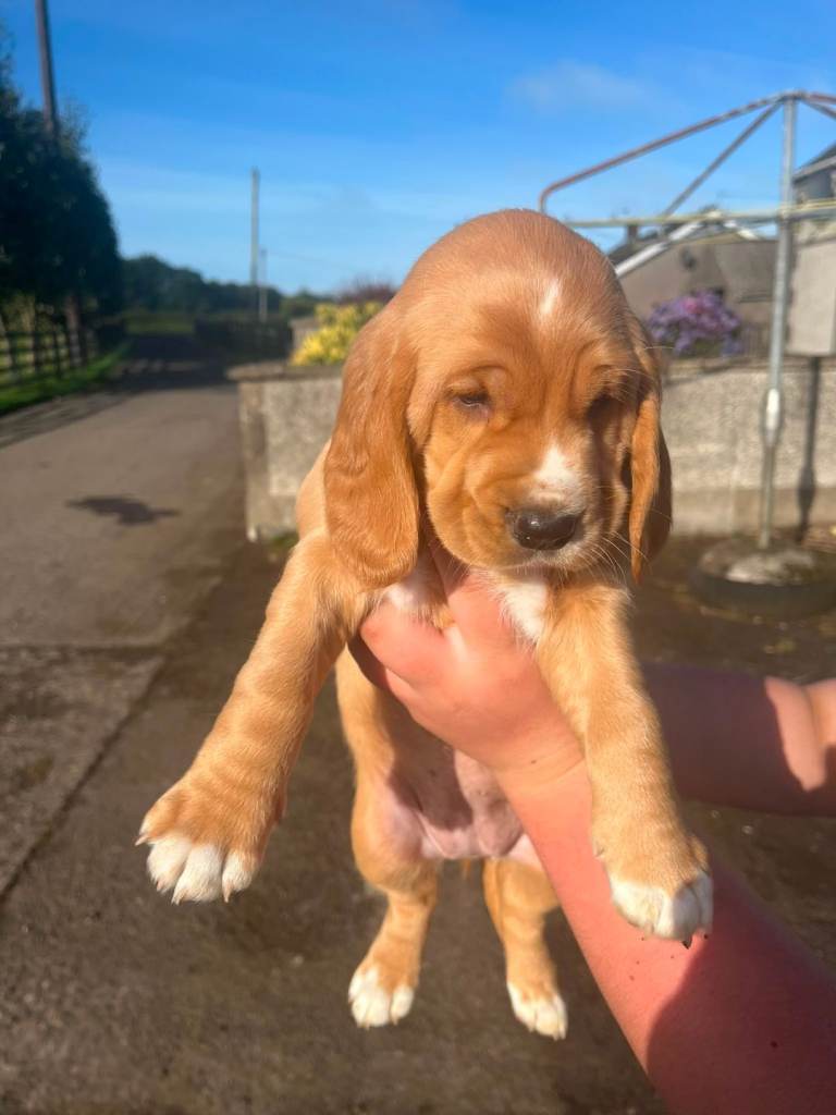 Bocker Pups 