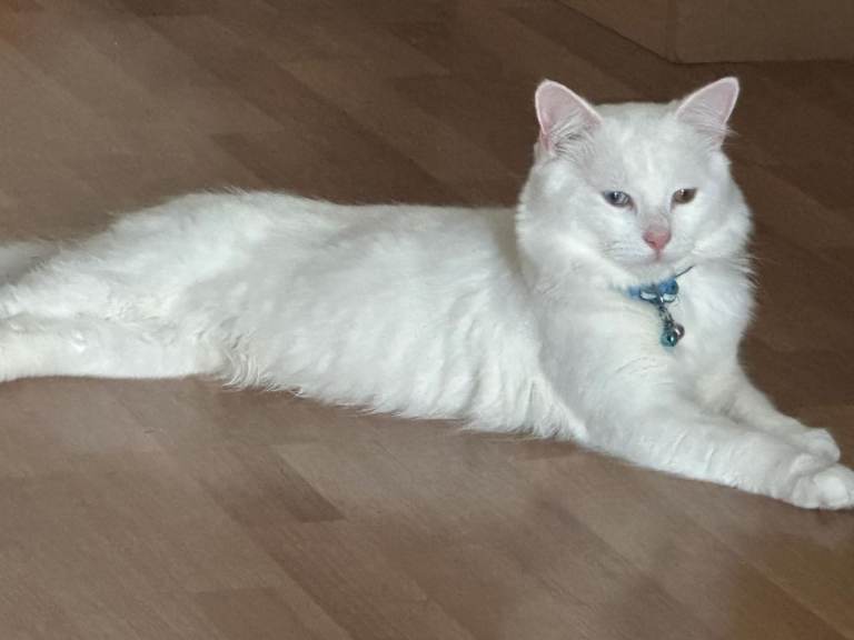 Turkish angora pure white cat male