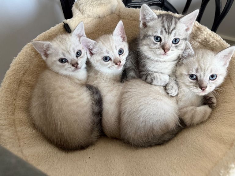 British shorthair kitten ready now 