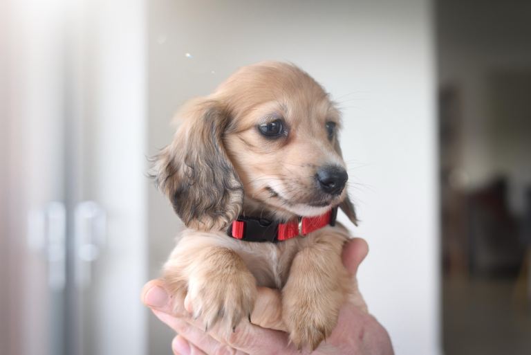 Miniature dachshund puppies KC reg