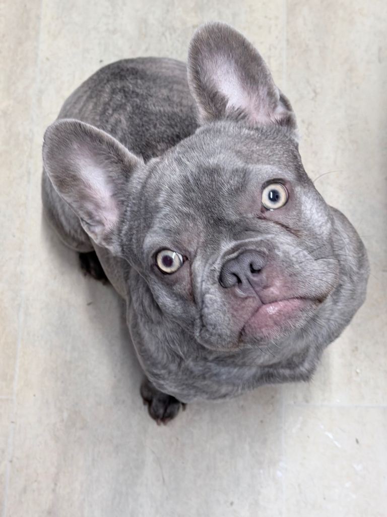 11 month old female French bulldog 