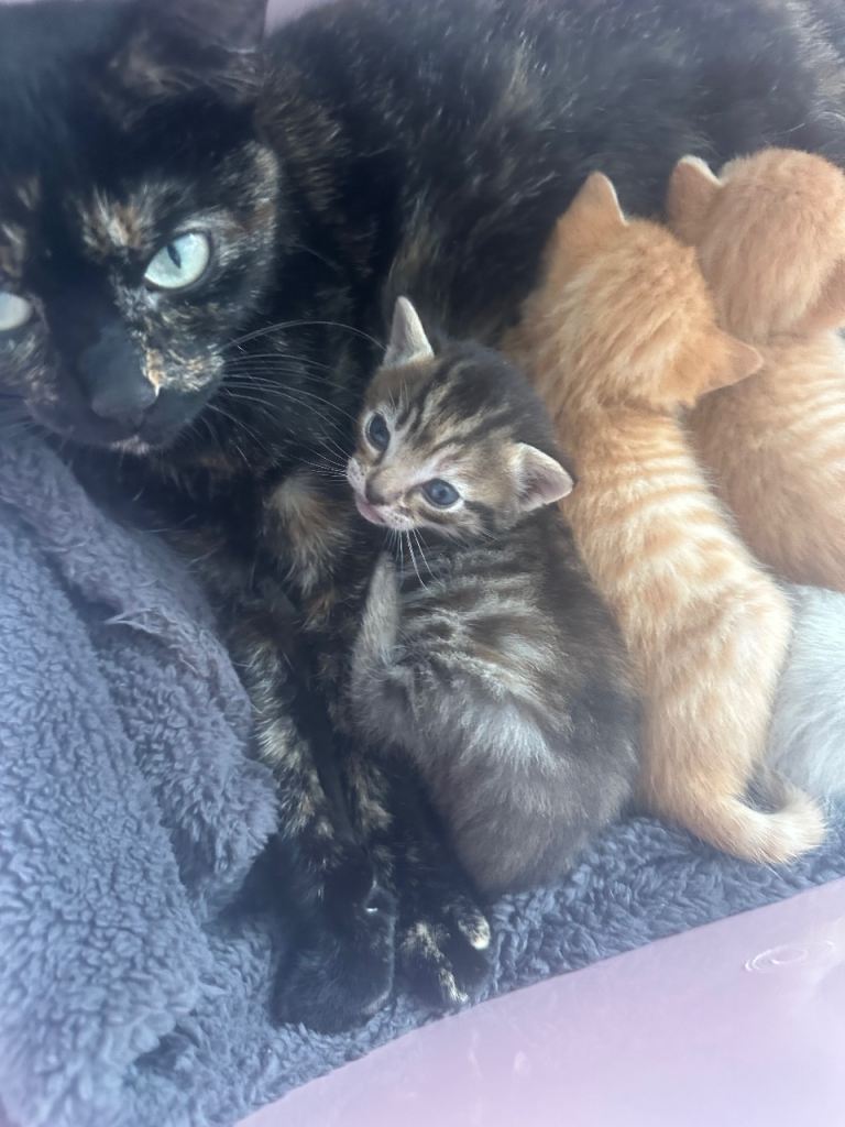 3 kittens for sale