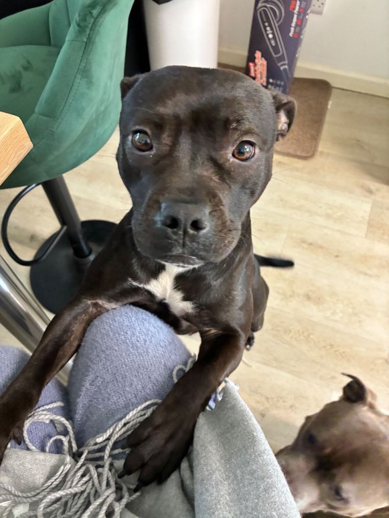 Looking for forever home