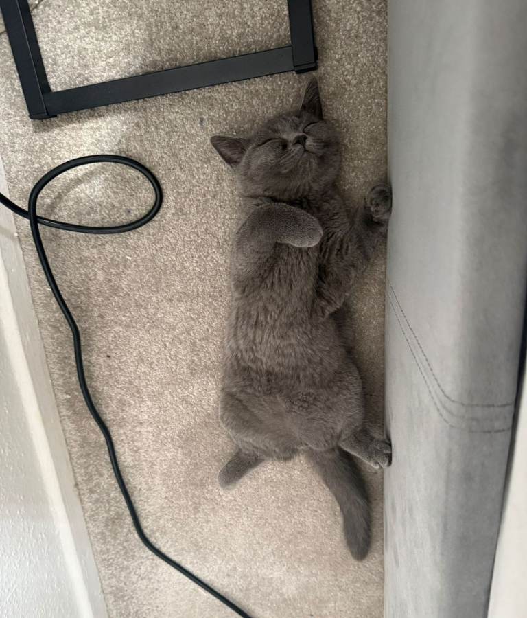 British shorthair female