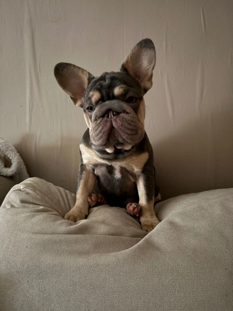 7 month old frenchie puppy 