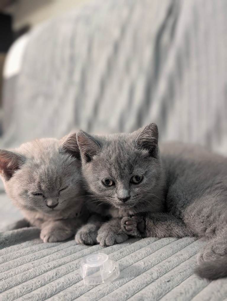 British Shorthair Kittens -- SOLD