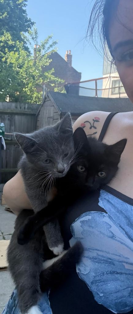 Kittens for Sale 