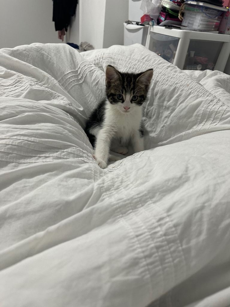 Kitten looking for a loving home 