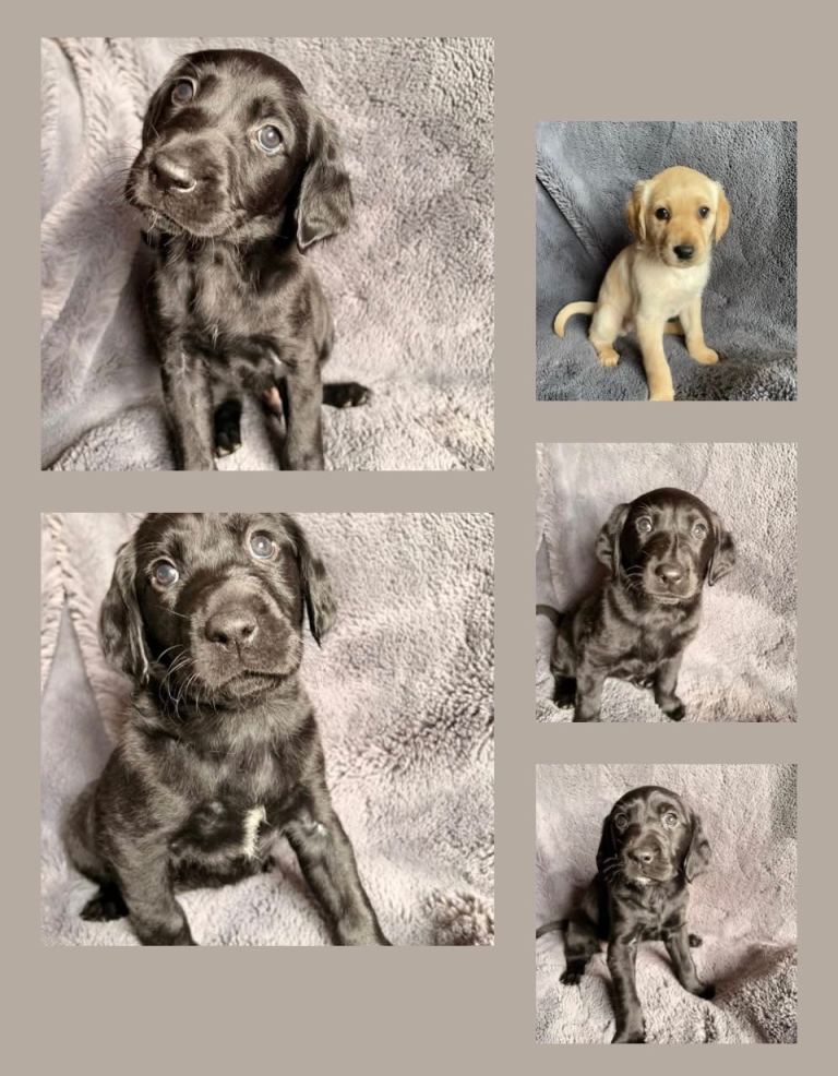 Labrador / Retrievers looking for their forever home 🐾
