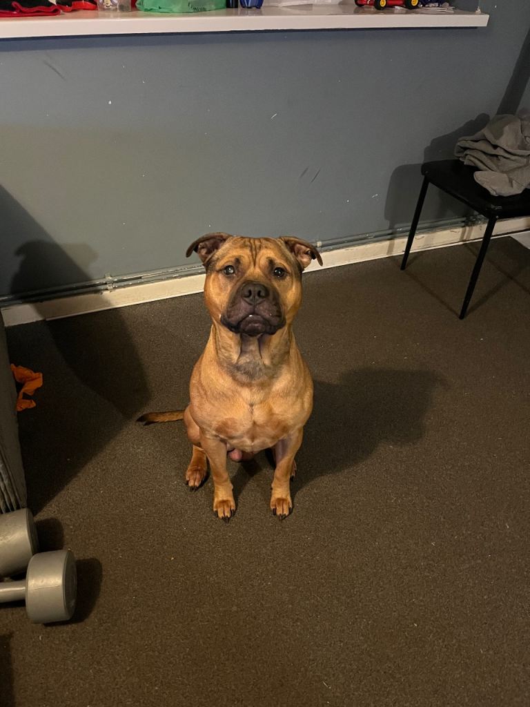 Male staffy 