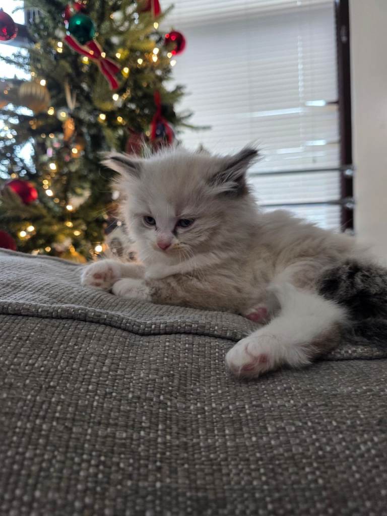 Beautiful Fluffy White Male Ragdoll Cross Kitten – £650 – Glasgow 🤍