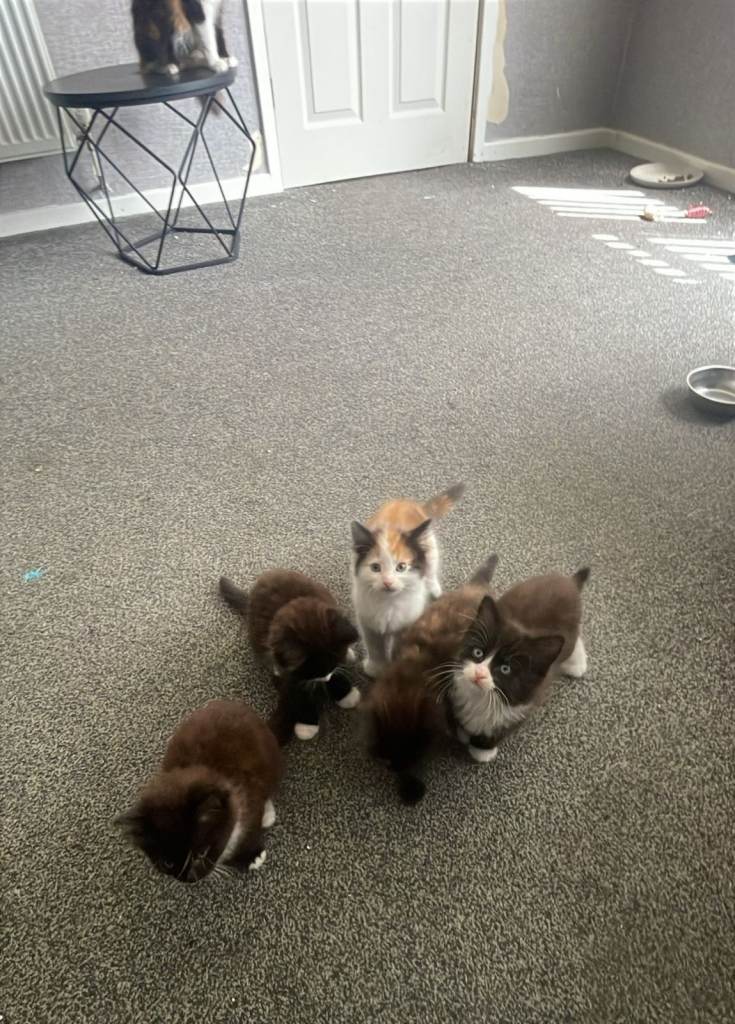 Kittens for sale 