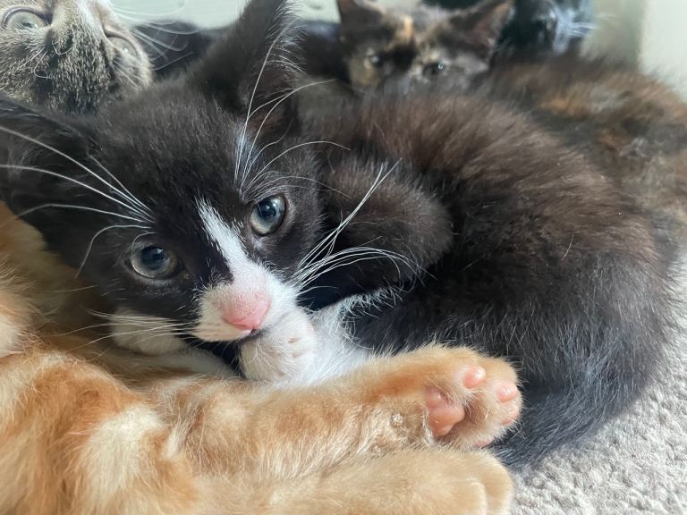 Kitten ready to go