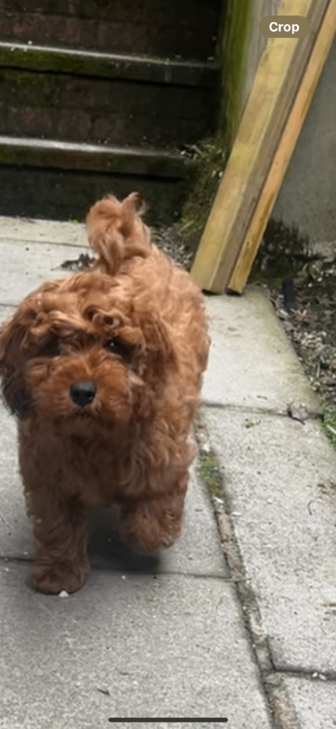 Cavapoo