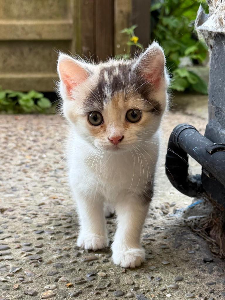🐾 3 Beautiful Female Kittens Looking for Loving Homes 🐾