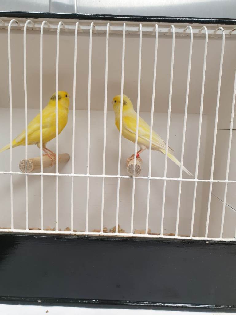Canary for sale 