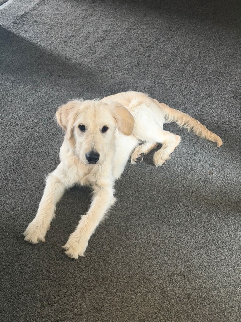 Golden doodle pup