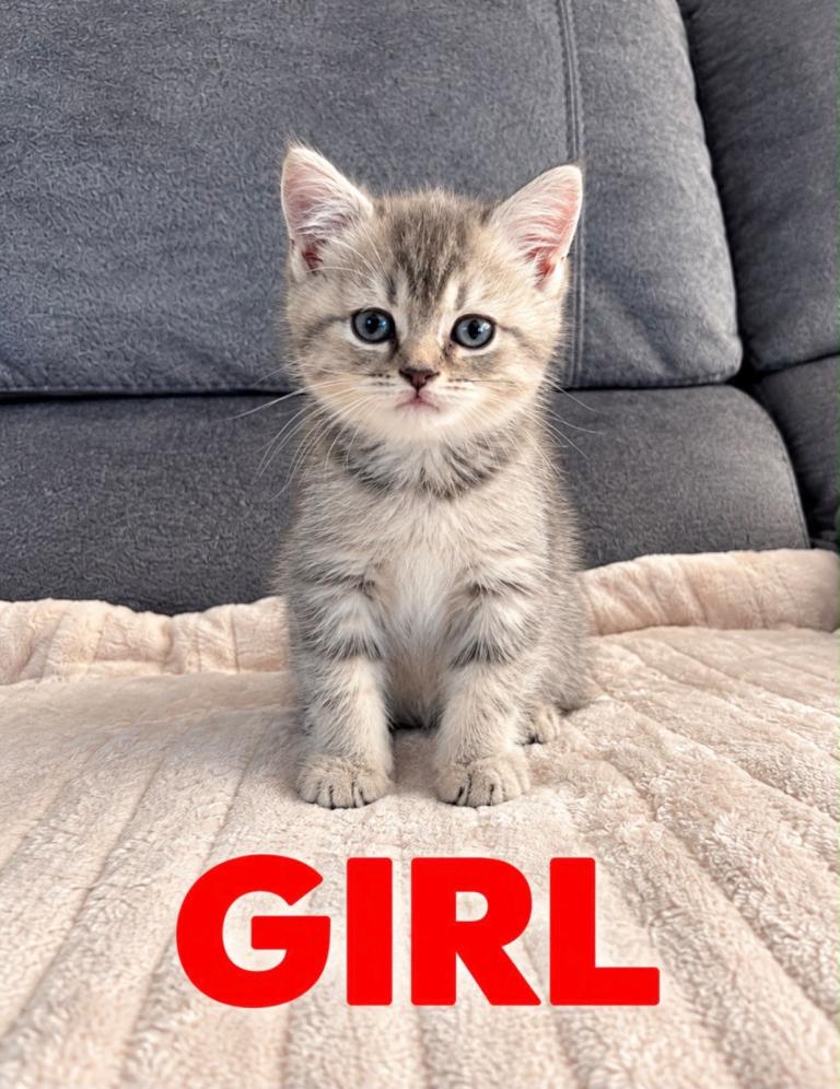 Gorgeous British Shorthair Silver Tabby Kittens