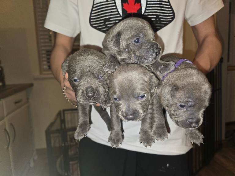 Blue Staffy puppies KC registered 