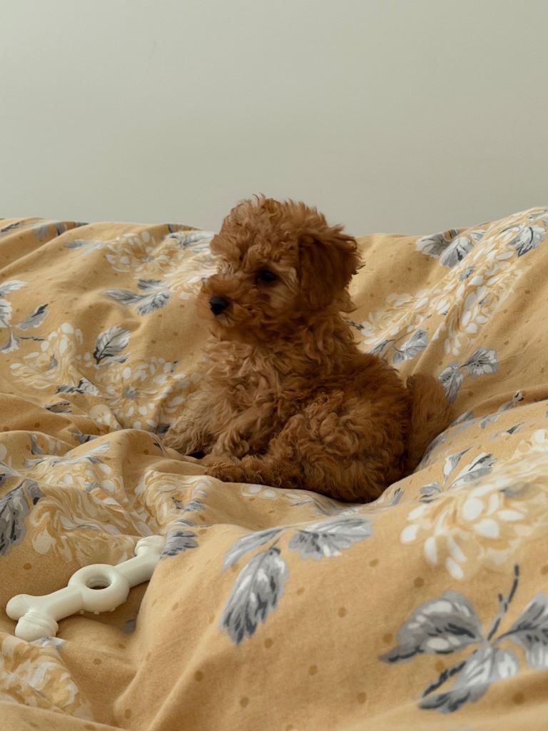 Toy teddy Maltipoo puppy 