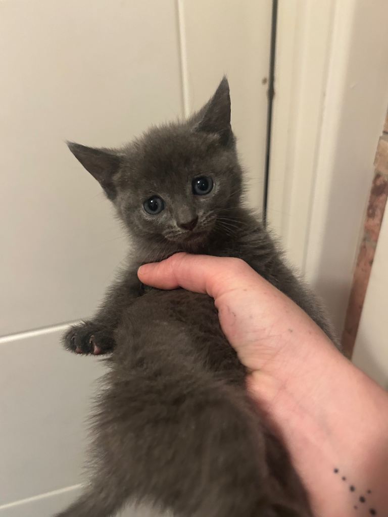 Premium kittens for sale, need good homes 