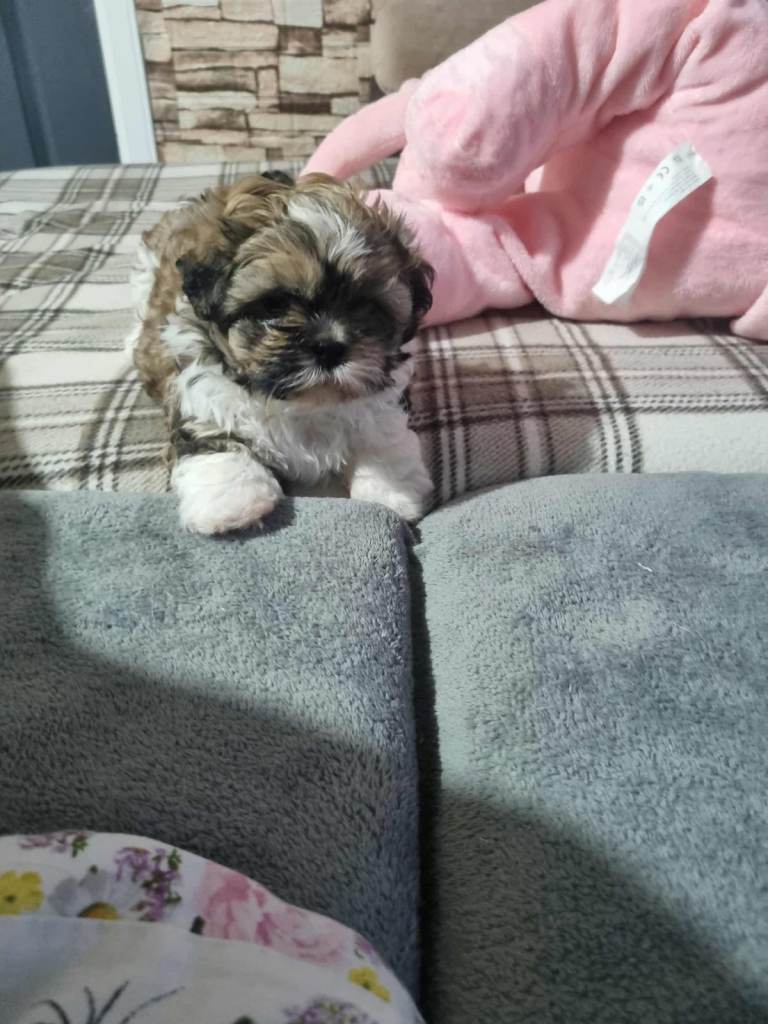 Shitzu puppy 