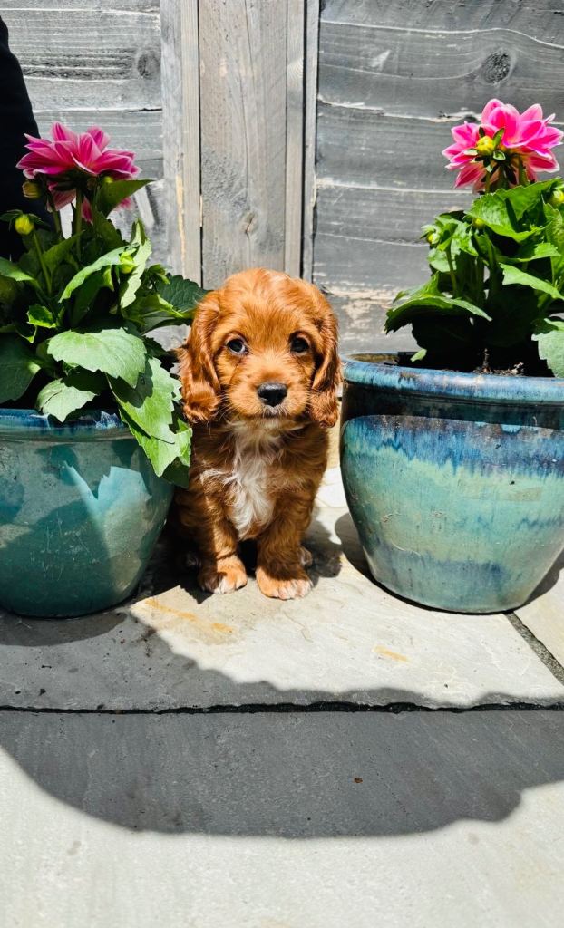 ONE Miniature cockerpoo LEFT READY TO LEAVE NOW! 