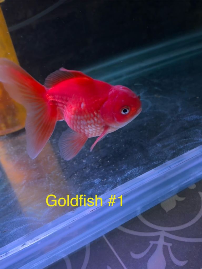 Fantail Goldfish x 3