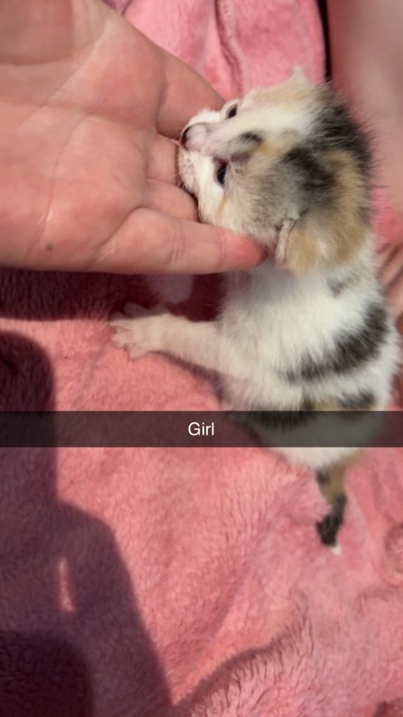 Kittens 