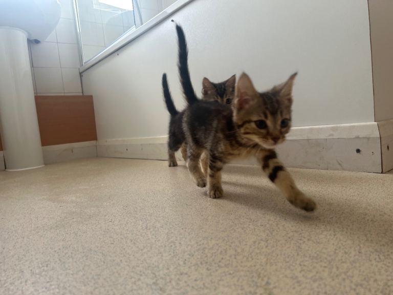 Five 10-week old kittens for sale