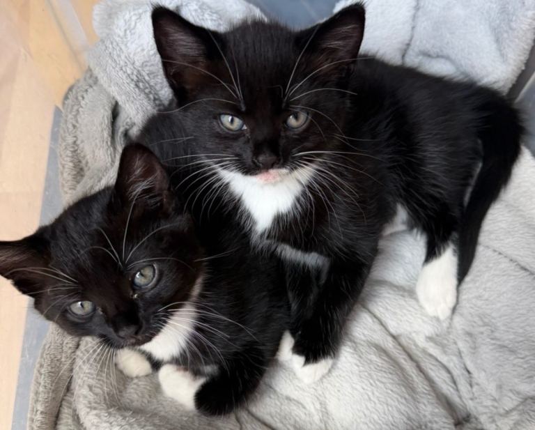 8-Week-Old Tuxedo Kittens - A Perfect Pair!