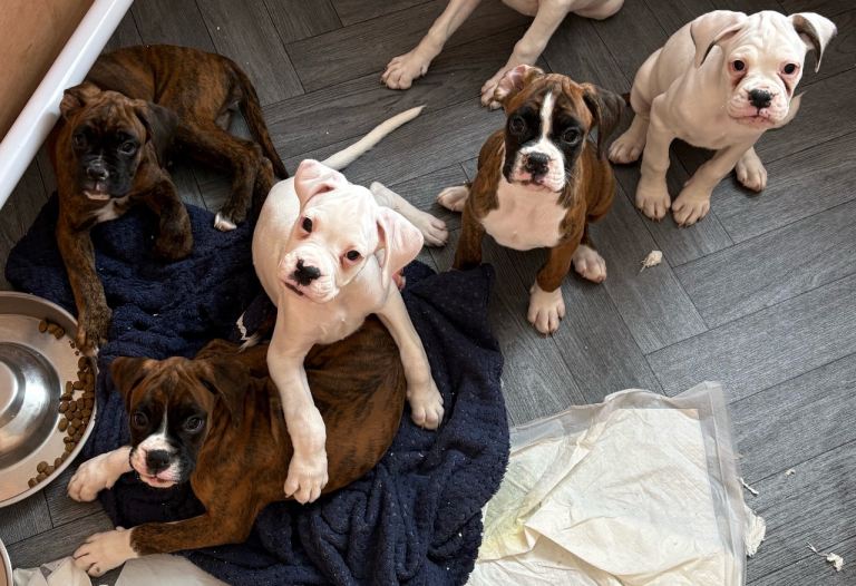 Boxer puppies ** Ready to leave now **