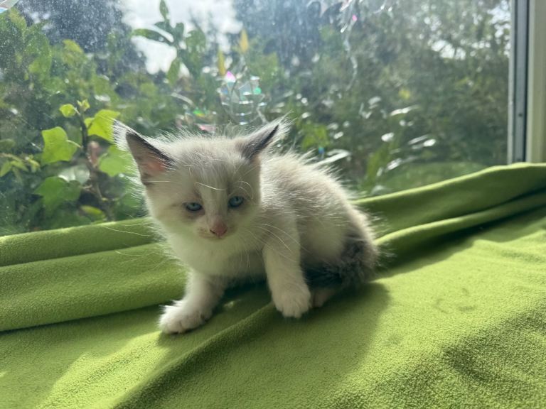 Ragdoll Beautiful kittens + chip , food, health card
