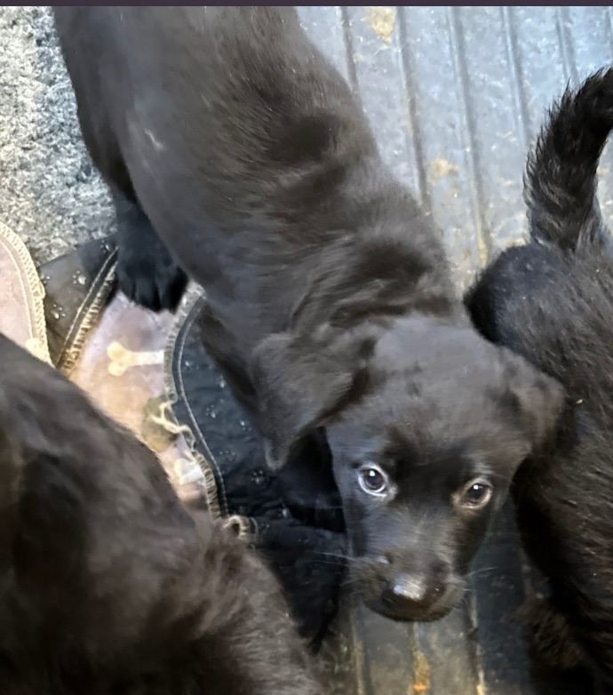 2 beautiful labradoodle puppies 