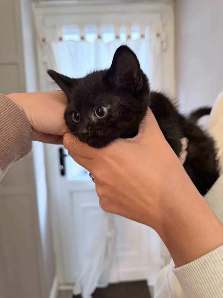 Kittens for sale 