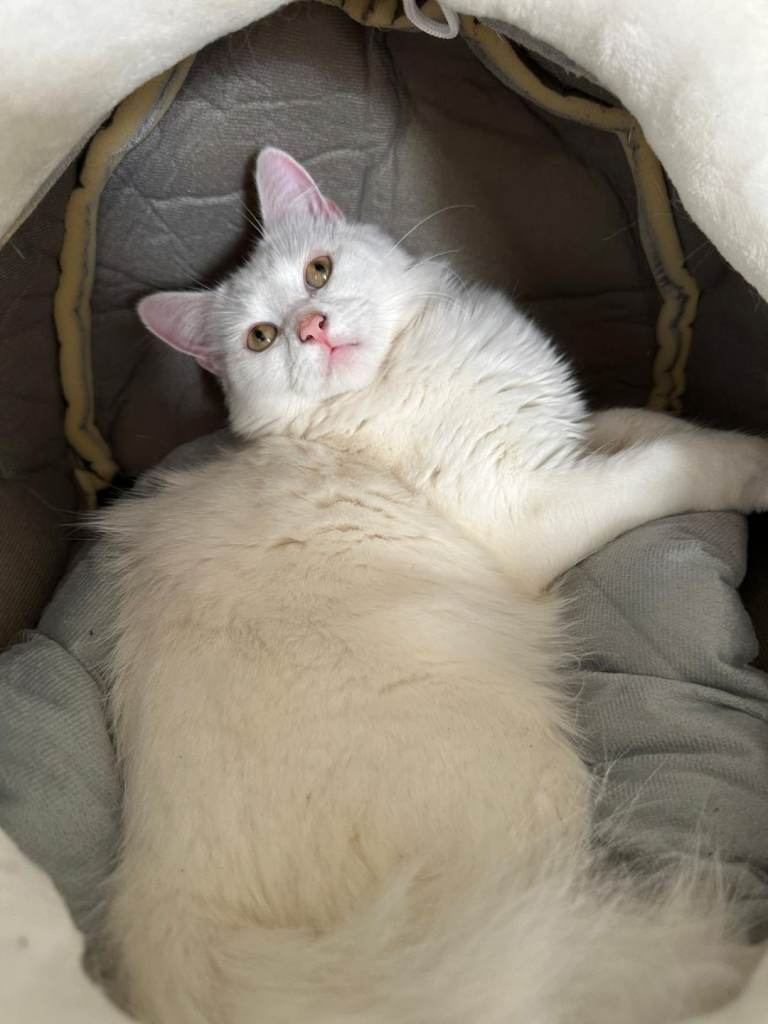 Pure white turkish angora cat
