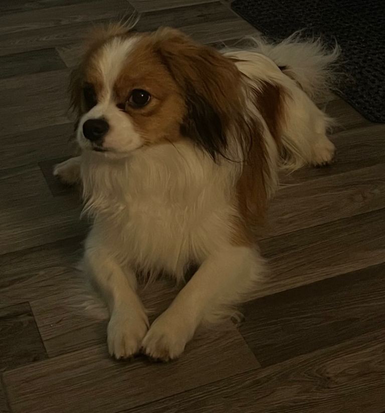 CavaPom male 11 months 