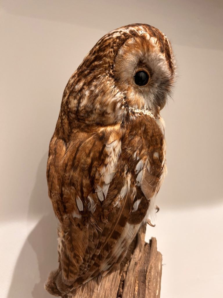 Taxidermy Tawny Owl on old piece of oak 