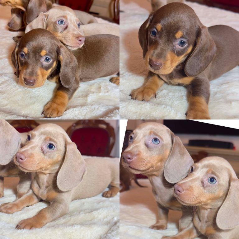Dachshund puppies 