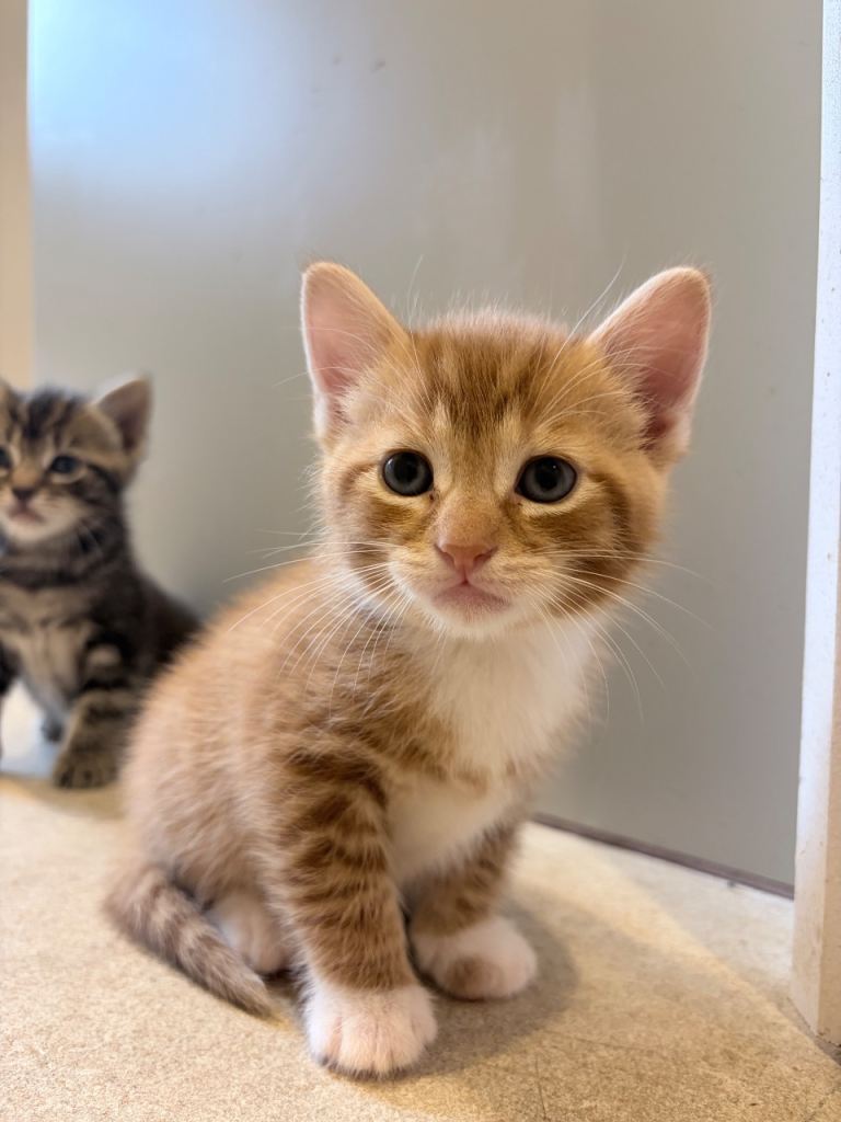 5 x kittens for sale 