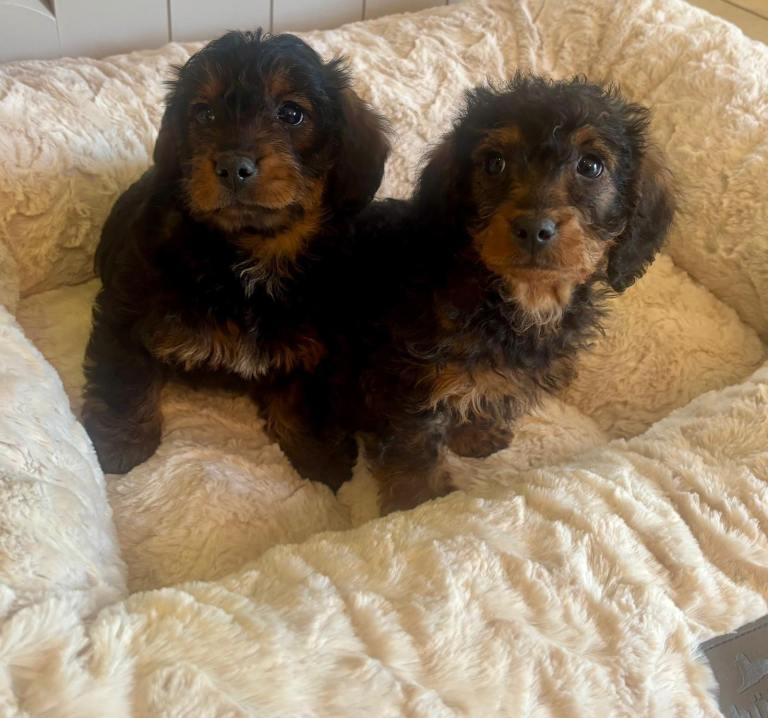 Doxiepoo pups 