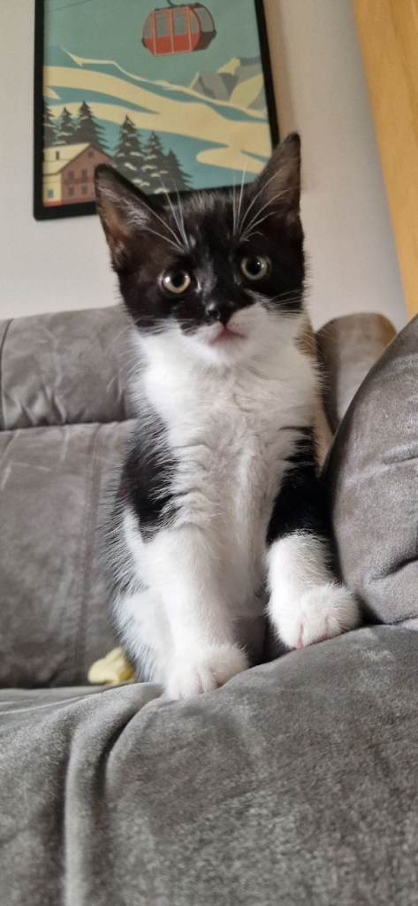 Kittens For Sale 🐱 - ready now!