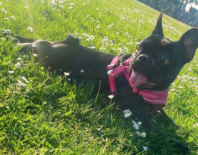 Frenchie 4 years old 