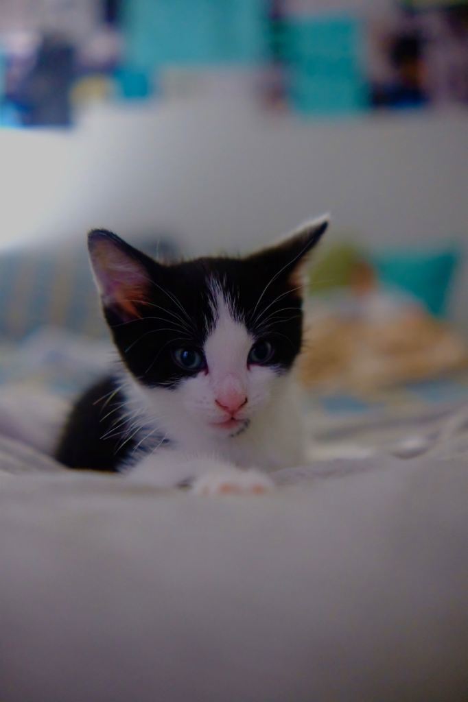 Domestic Shorthaired Tuxedo Cat 