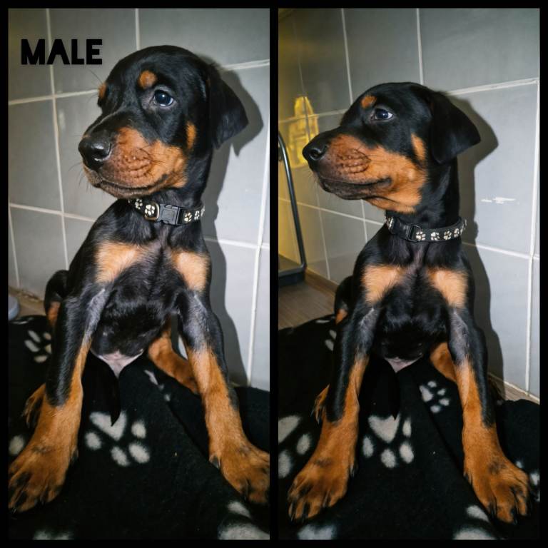 European Doberman puppies