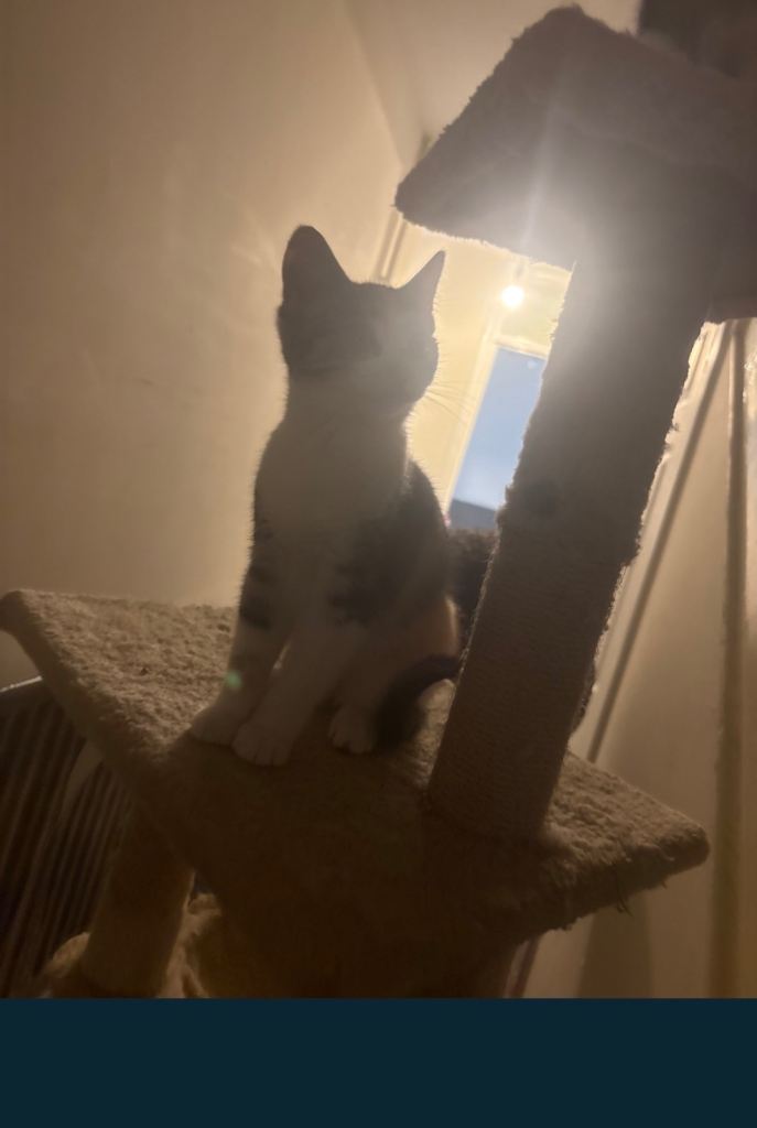 Kitten 